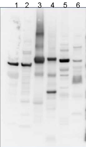 western blot using anti-AtpB antibodies